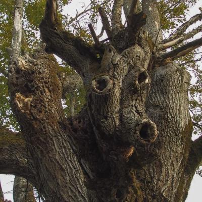 Arbre ou animal