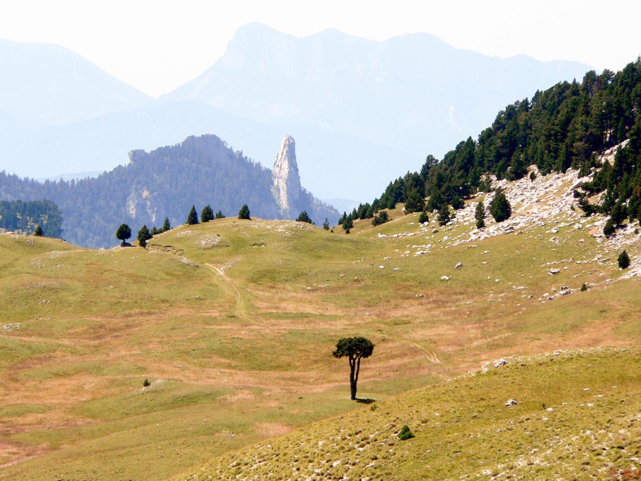 arbre de la Queirie et dent de Die