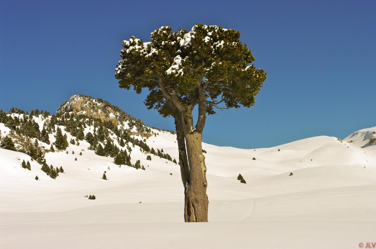 arbre taillé et plaine de la queirie
