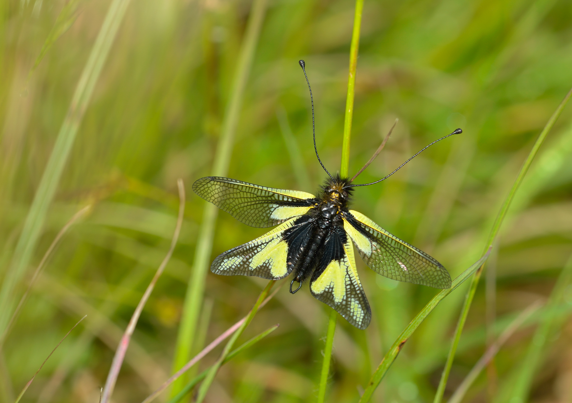 Ascalaphe sur herbe