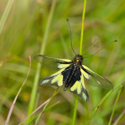 Ascalaphe sur herbe