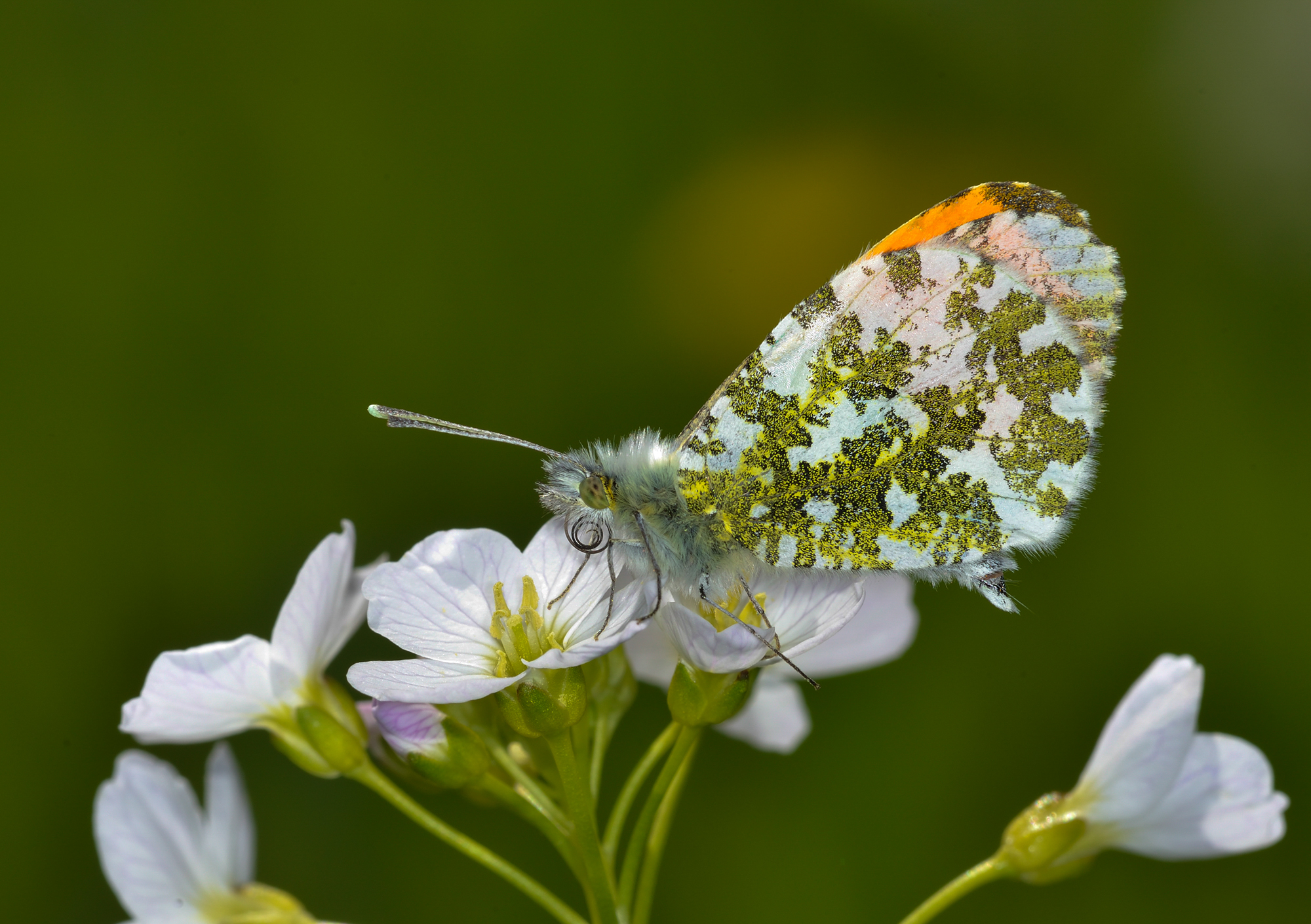 Aurore sur cardamine