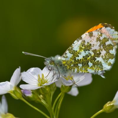 Aurore sur cardamine