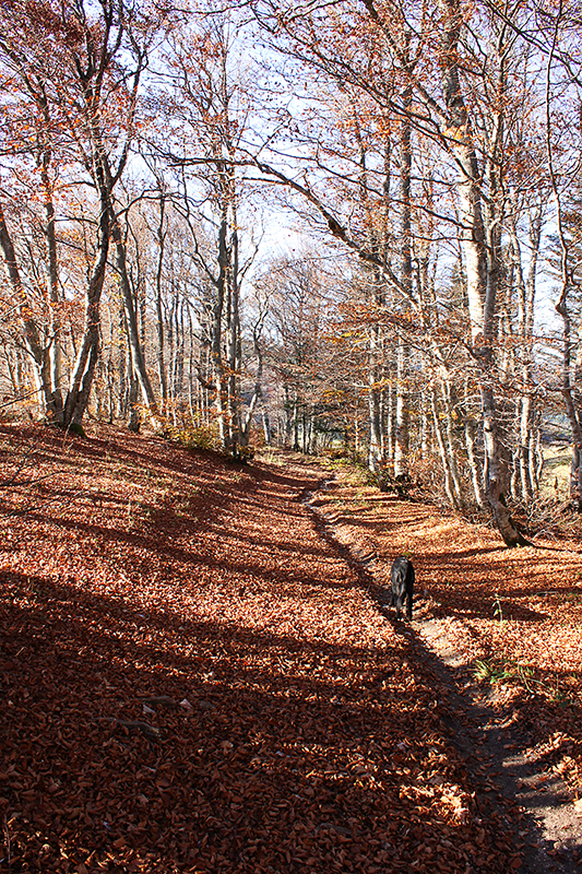 Automne 2013 à Vassieux 