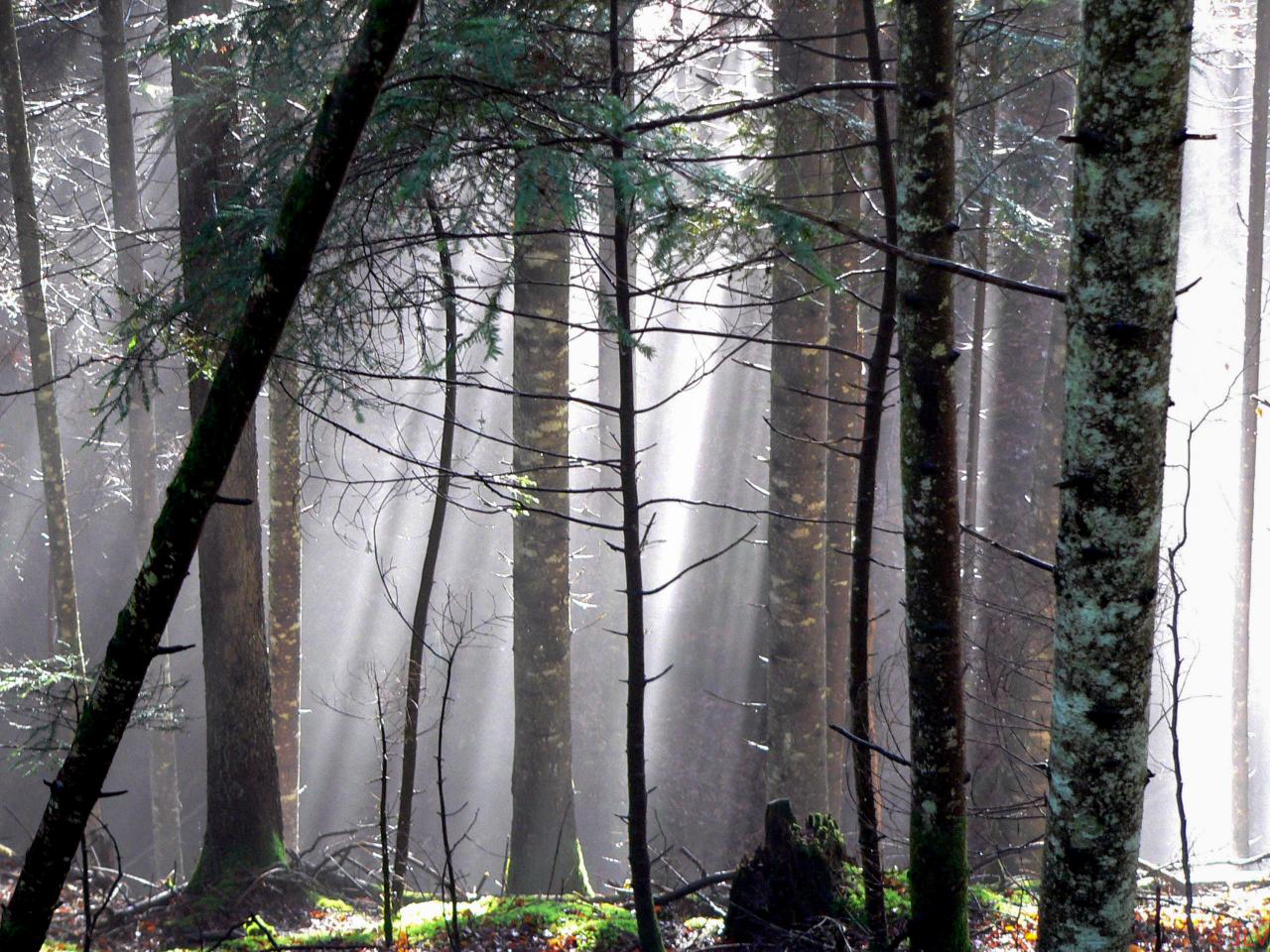 automne en forêt