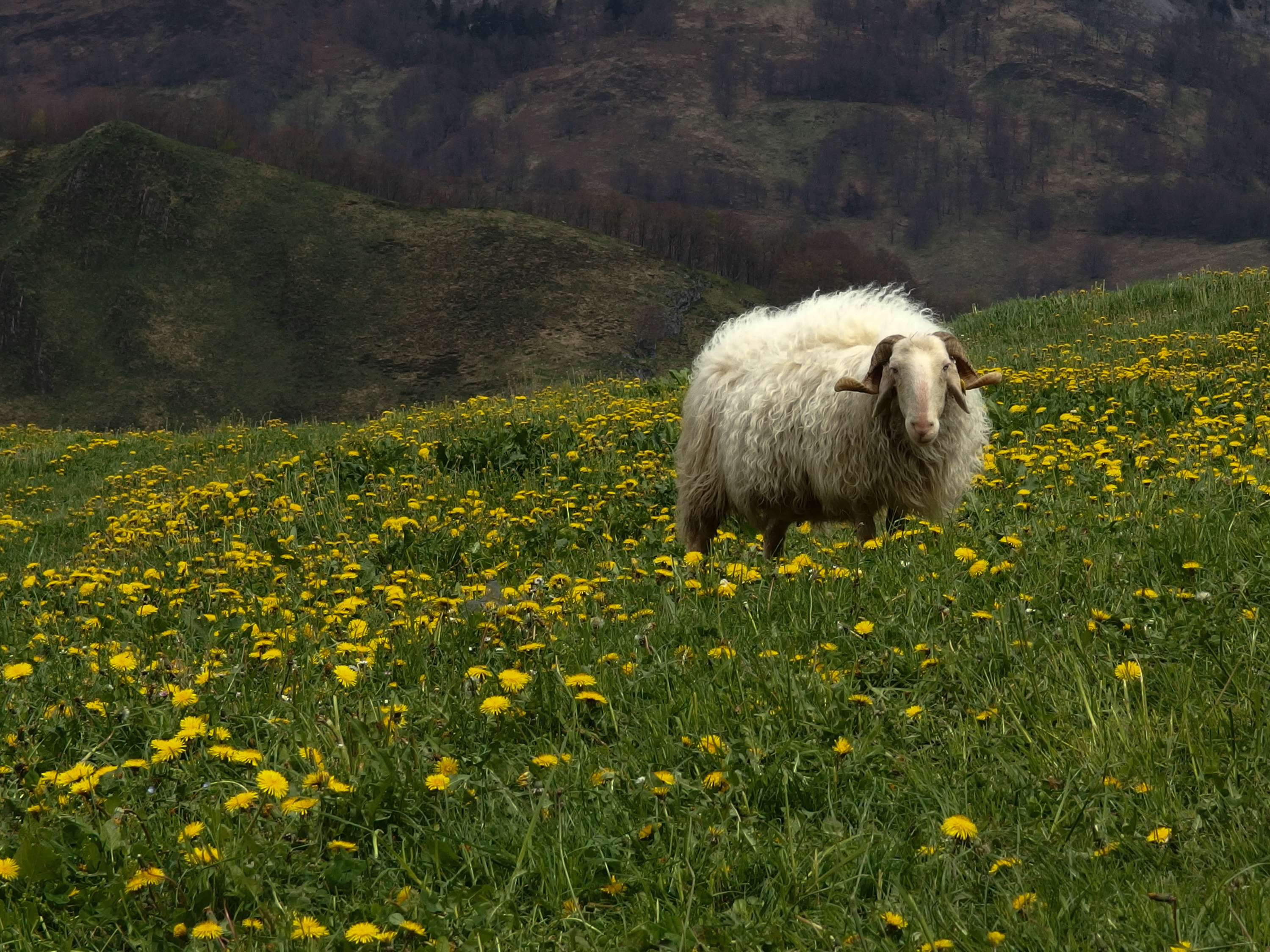 Brebris pyrénéenne