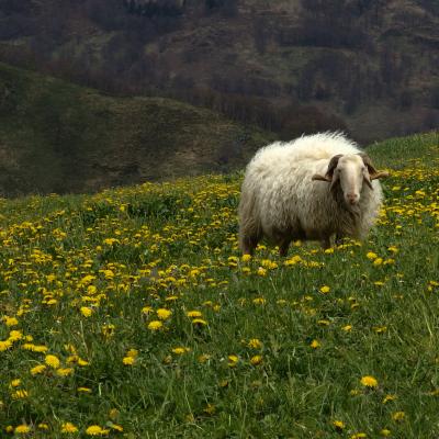 Brebris pyrénéenne