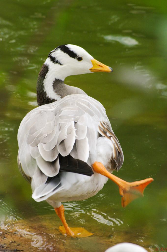 canard équilibriste