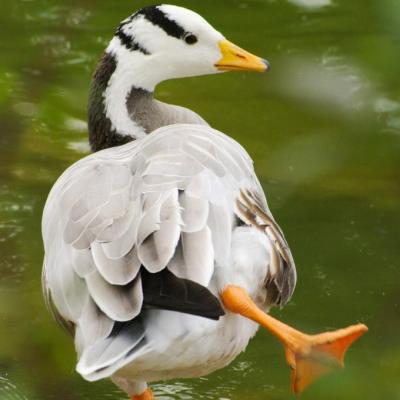 canard équilibriste