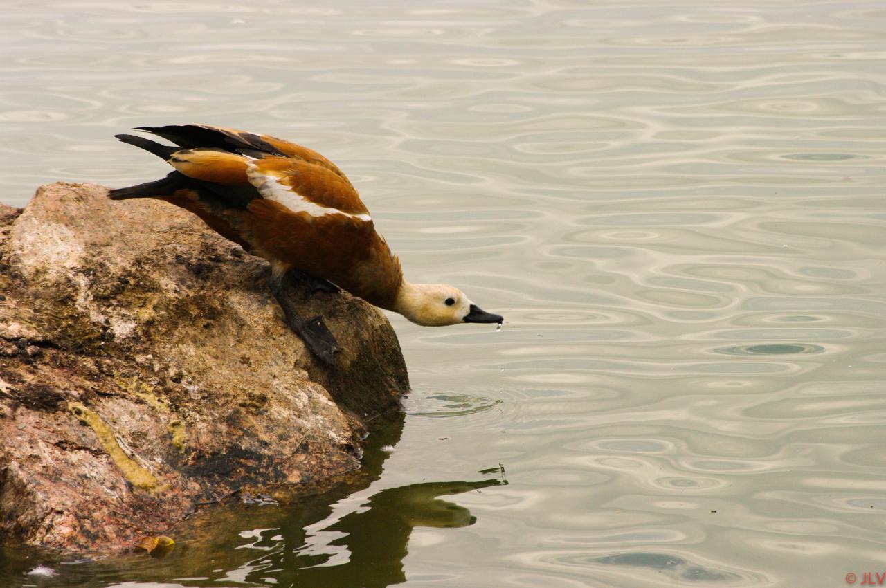 canard plongeur