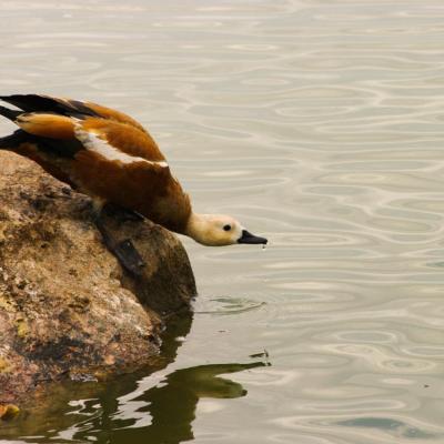 canard plongeur