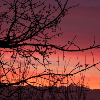 Cb contre jour arbre 