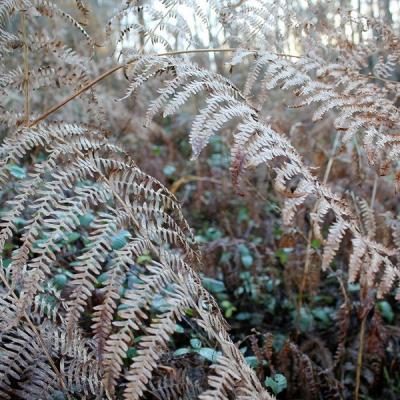 Cc aie la froidure redimensionner