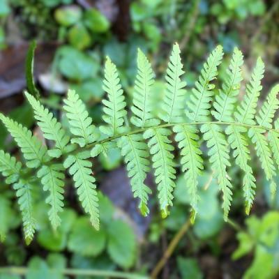 Cc belle dormante redimensionner