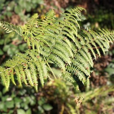 Cc bof redimensionner