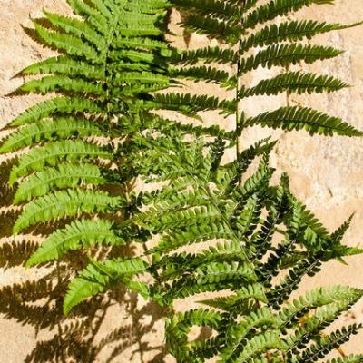 Cc fou j ere redimensionner