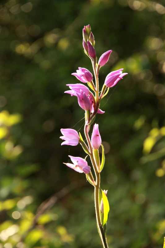 Cephalanthera Rubra 1