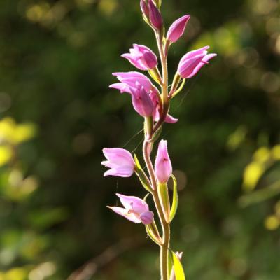 Cephalanthera Rubra 1