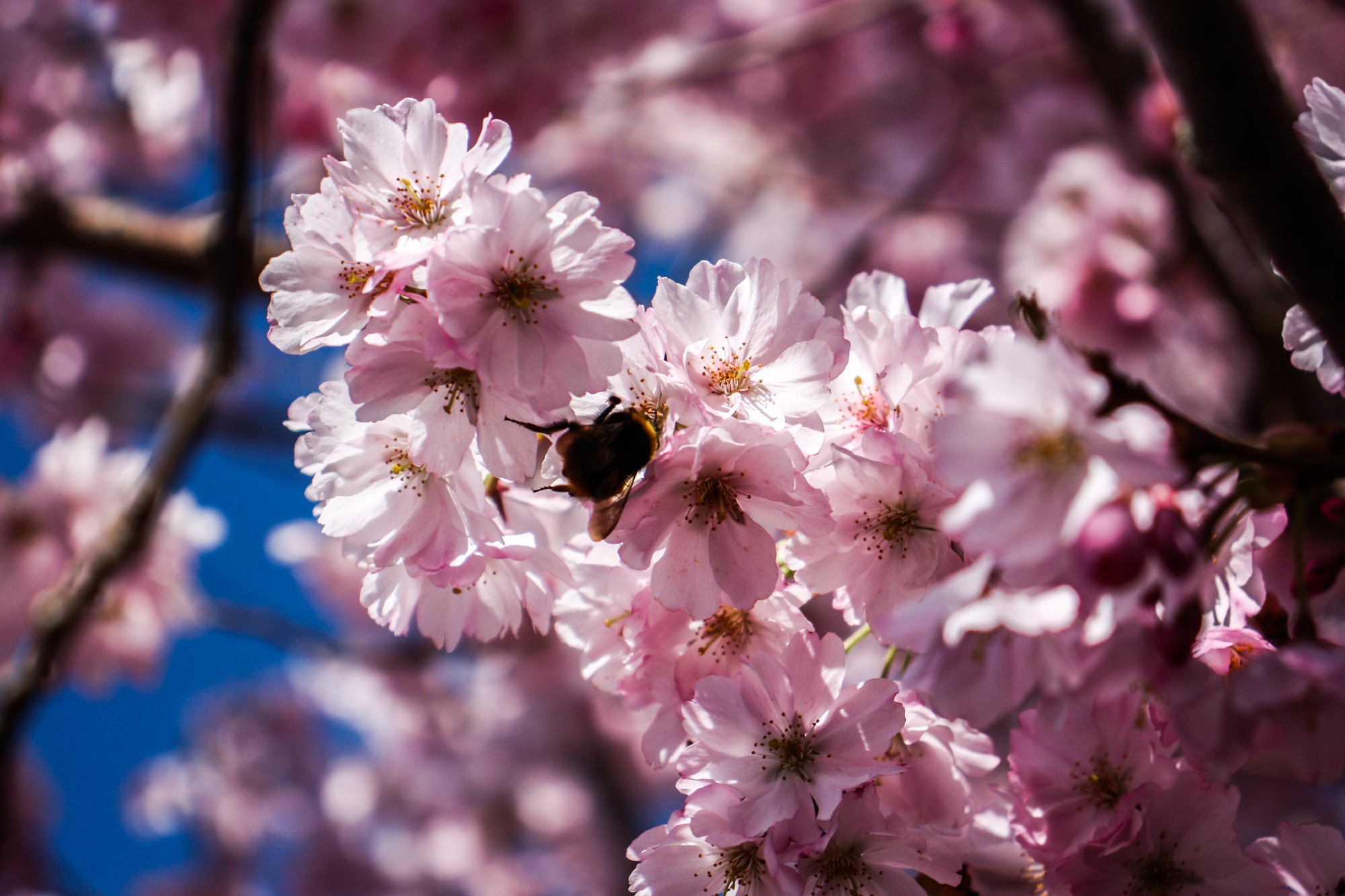 Cerisier japonais