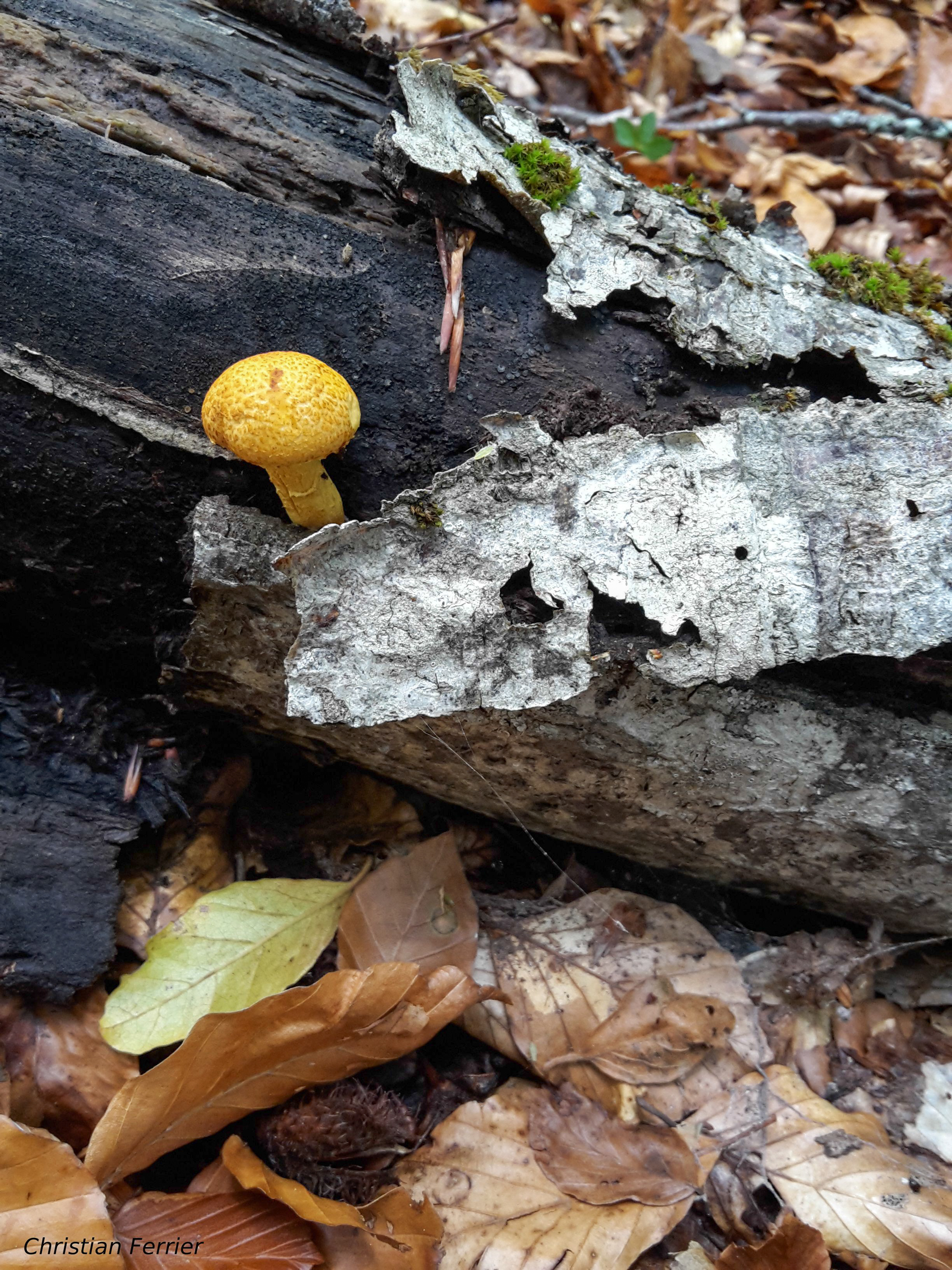 Champetitmignon