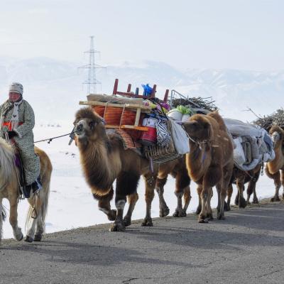 transhumance de printemps