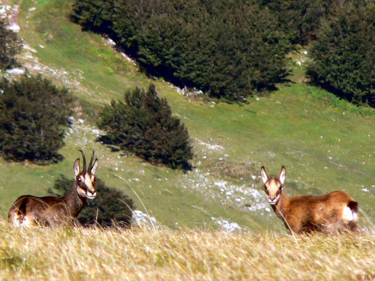 chamois sur beure