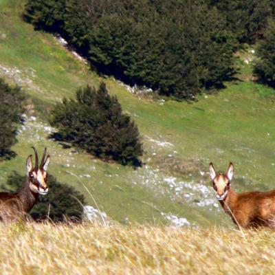 chamois sur beure