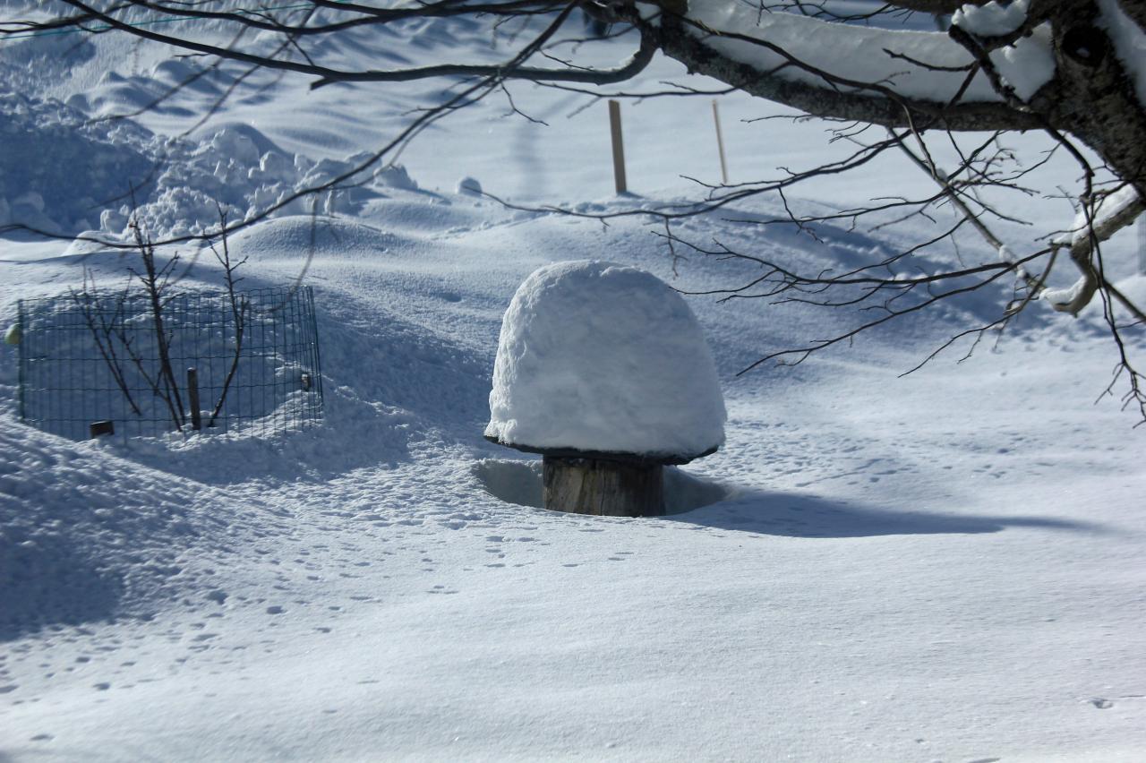 champignon d'hiver