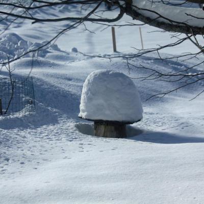 champignon d'hiver