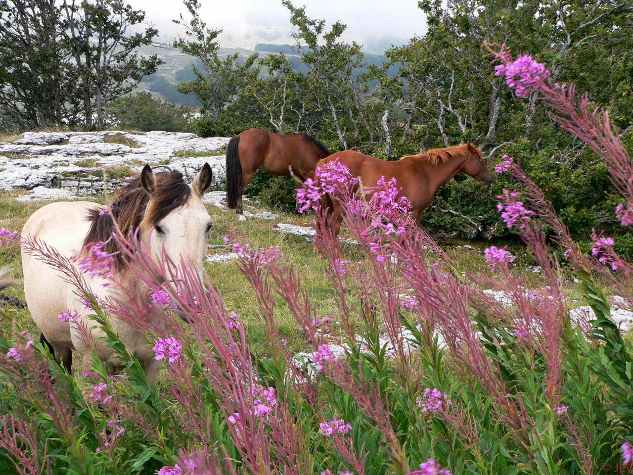 chevaux à Font d'urle