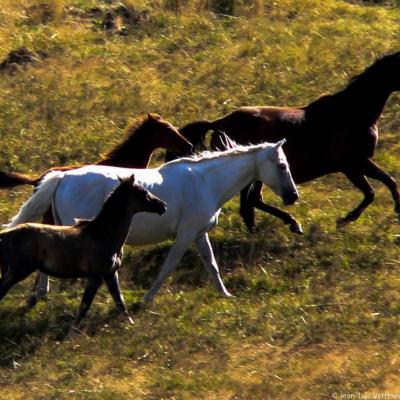 chevaux sur les Gagères