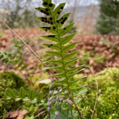 Claude m malade redimensionner