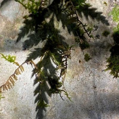 Claude m ombre redimensionner