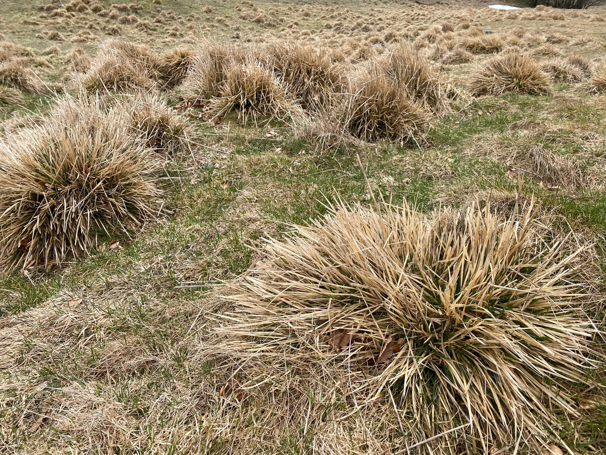 Cm prairie herisson
