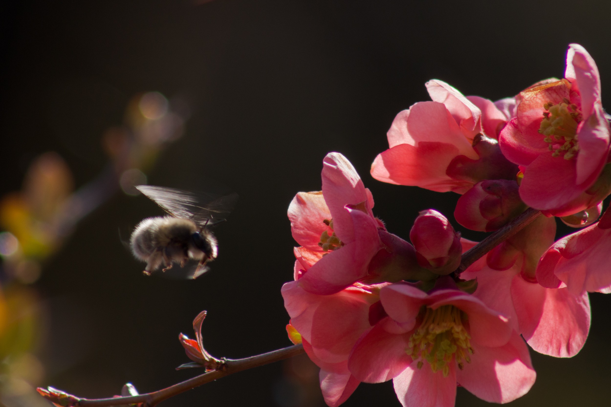 Cognacier du japon butine par une abeille