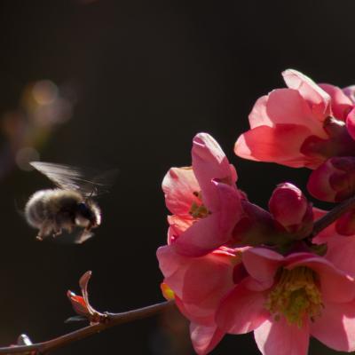 Cognacier du japon butine par une abeille