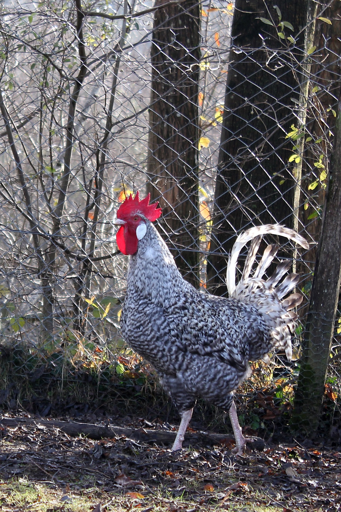 Coq 1