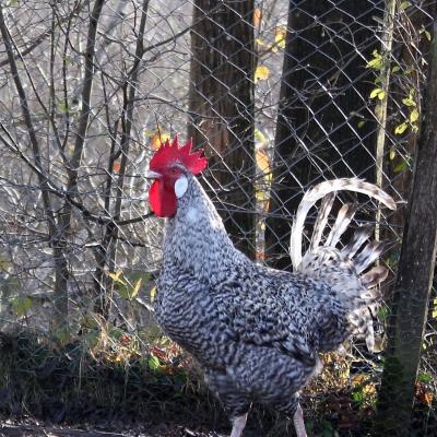 Coq 1