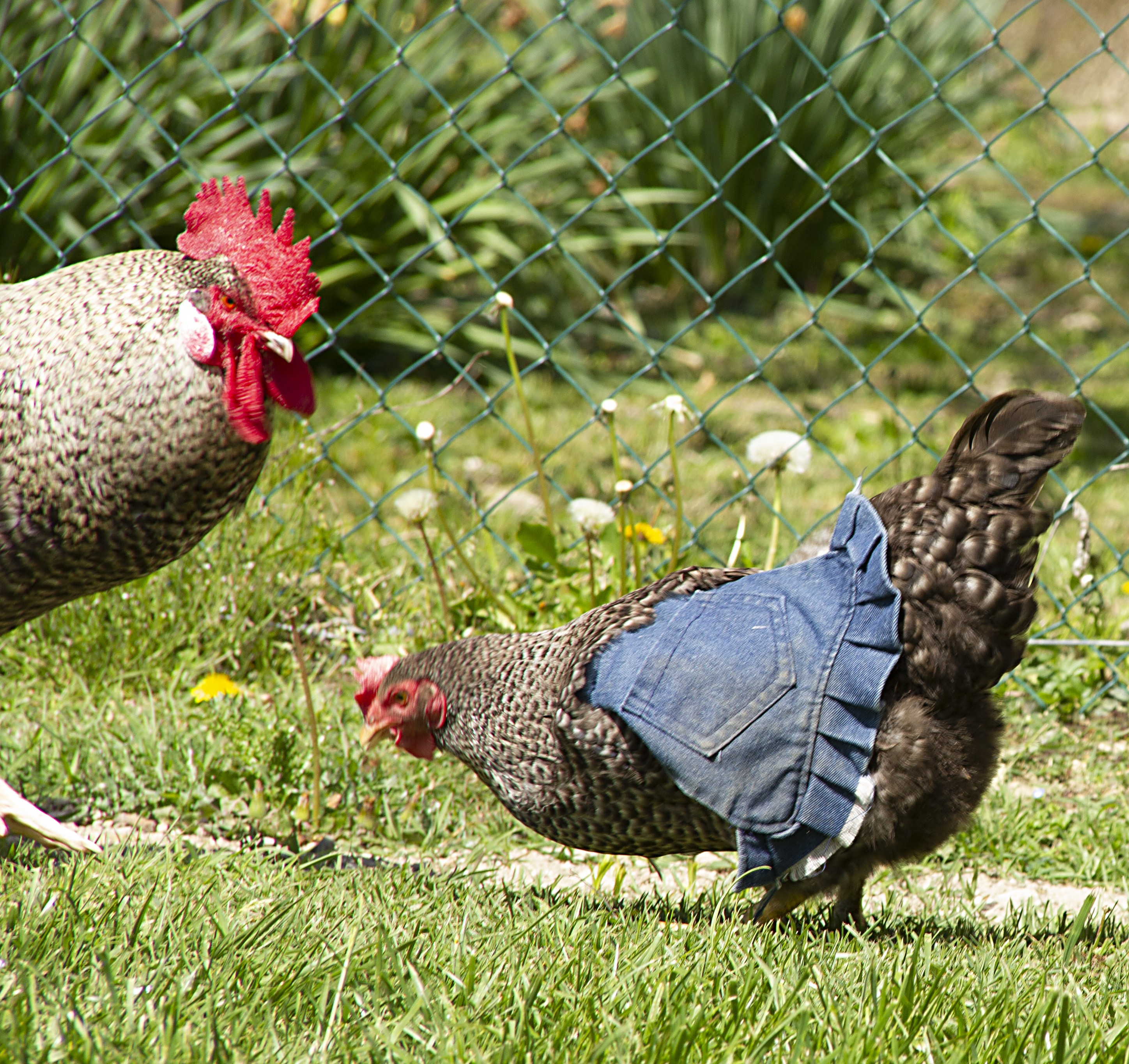Coq et poule habillee
