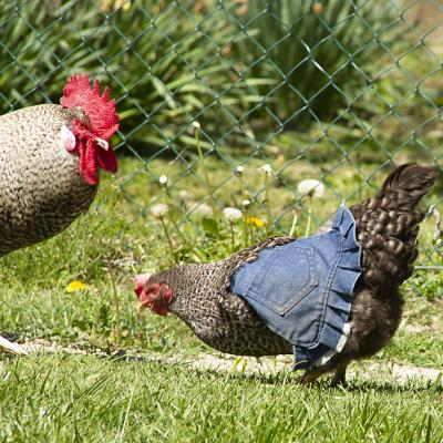 Coq et poule habillee