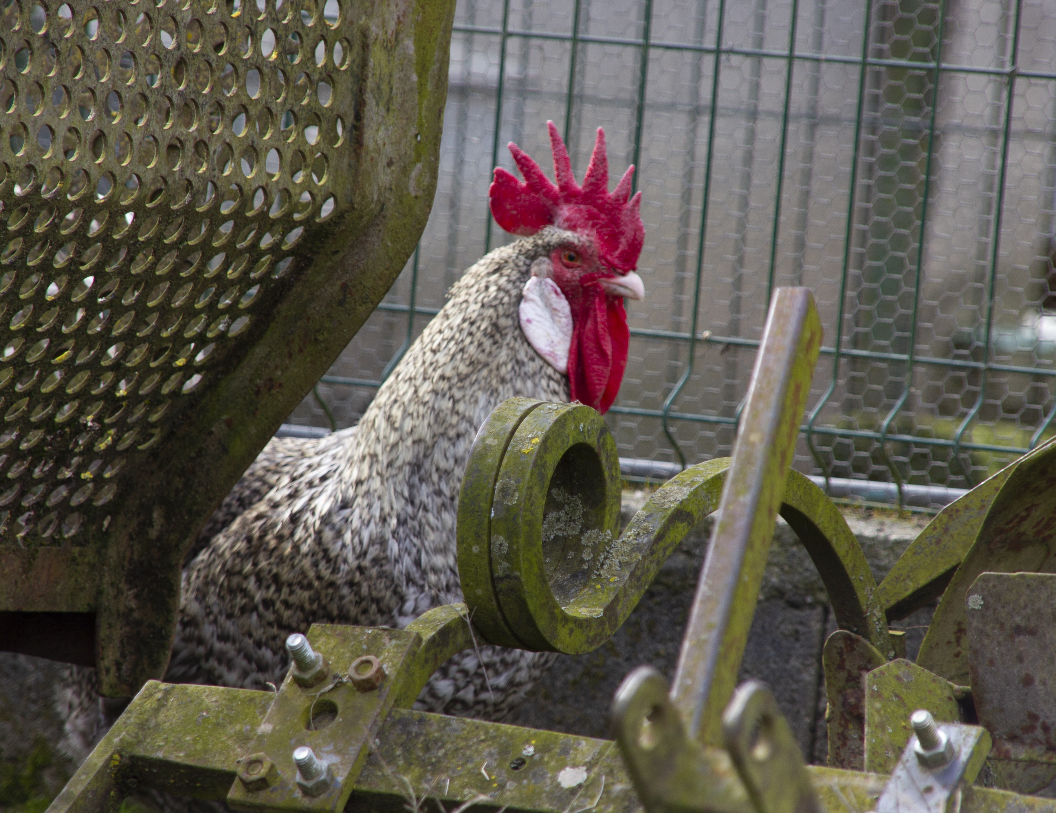 Coq gris