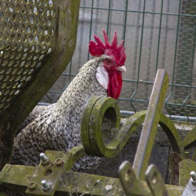 Coq gris