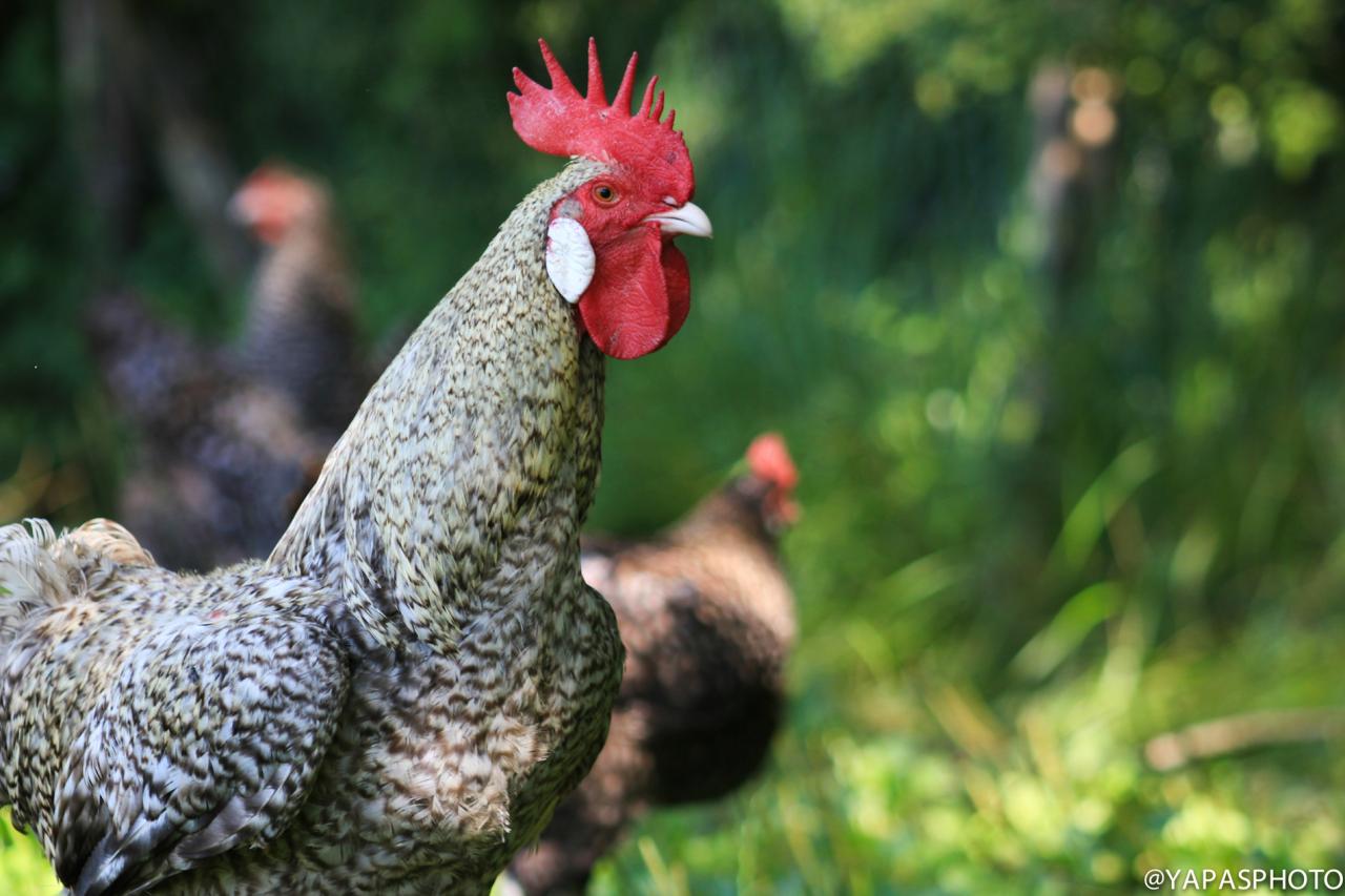 coq et poules grises du Vercors (chez Evelyne Tézier)