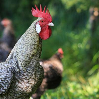 coq et poules grises du Vercors (chez Evelyne Tézier)