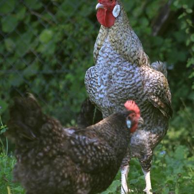 coq et poules grises du Vercors (chez Evelyne Tézier)