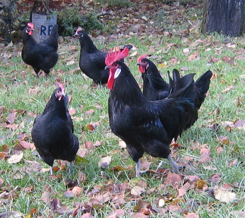 Coq poules georges