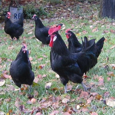 Coq poules georges