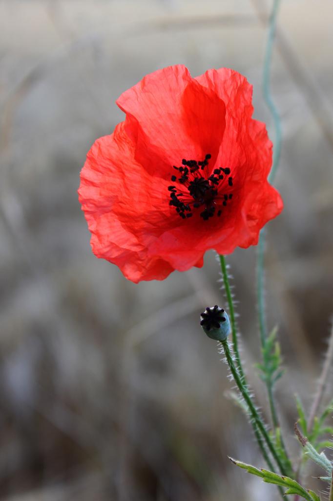 coquelicot au champ