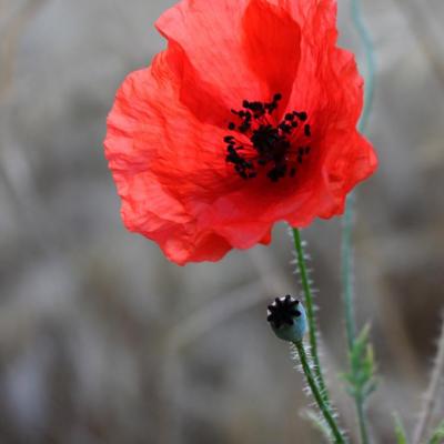 coquelicot au champ