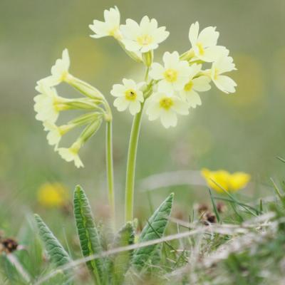 Coucou Pré Peyret mai 2014